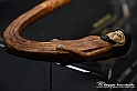 VBS_5314 - Tutankhamon - Viaggio verso l'eternità